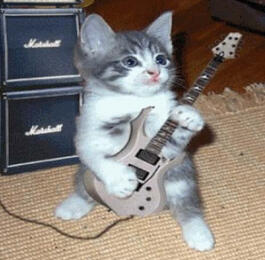 cat playing